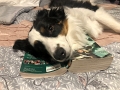 Jess_Zoey_BookPillow_7-2020 (2)